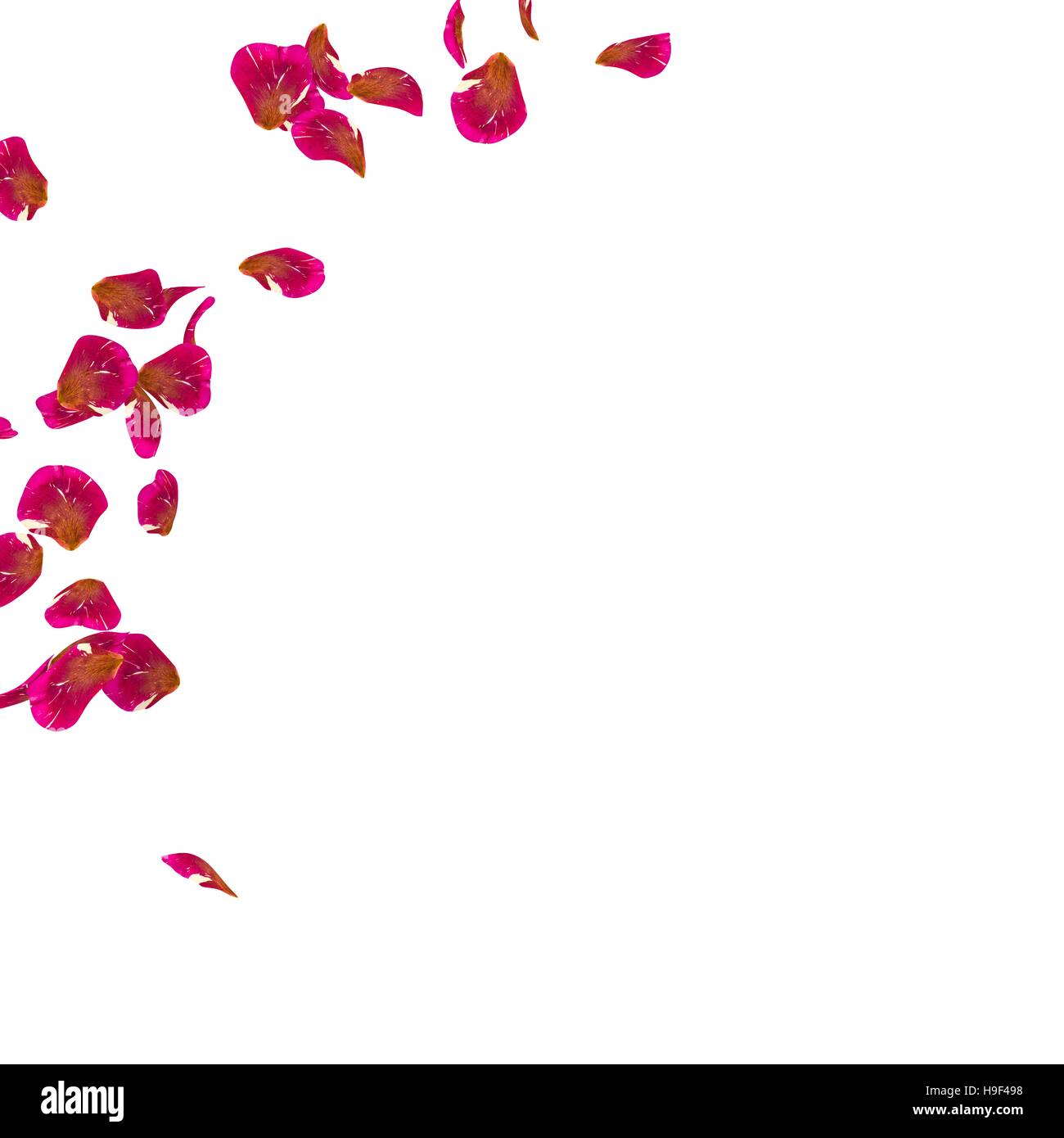 Photo realistic rose petals hi-res stock photography and images - Alamy