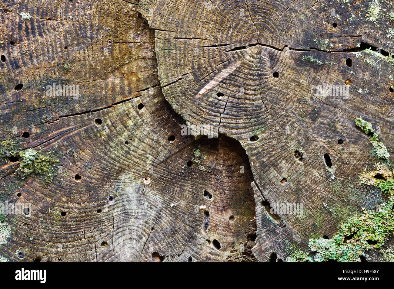 Woodworm holes in a rotting tree trunk Stock Photo