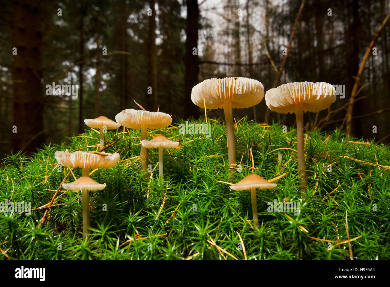 Small mushrooms, probably of the Inocybe genus, in Hair moss Stock Photo