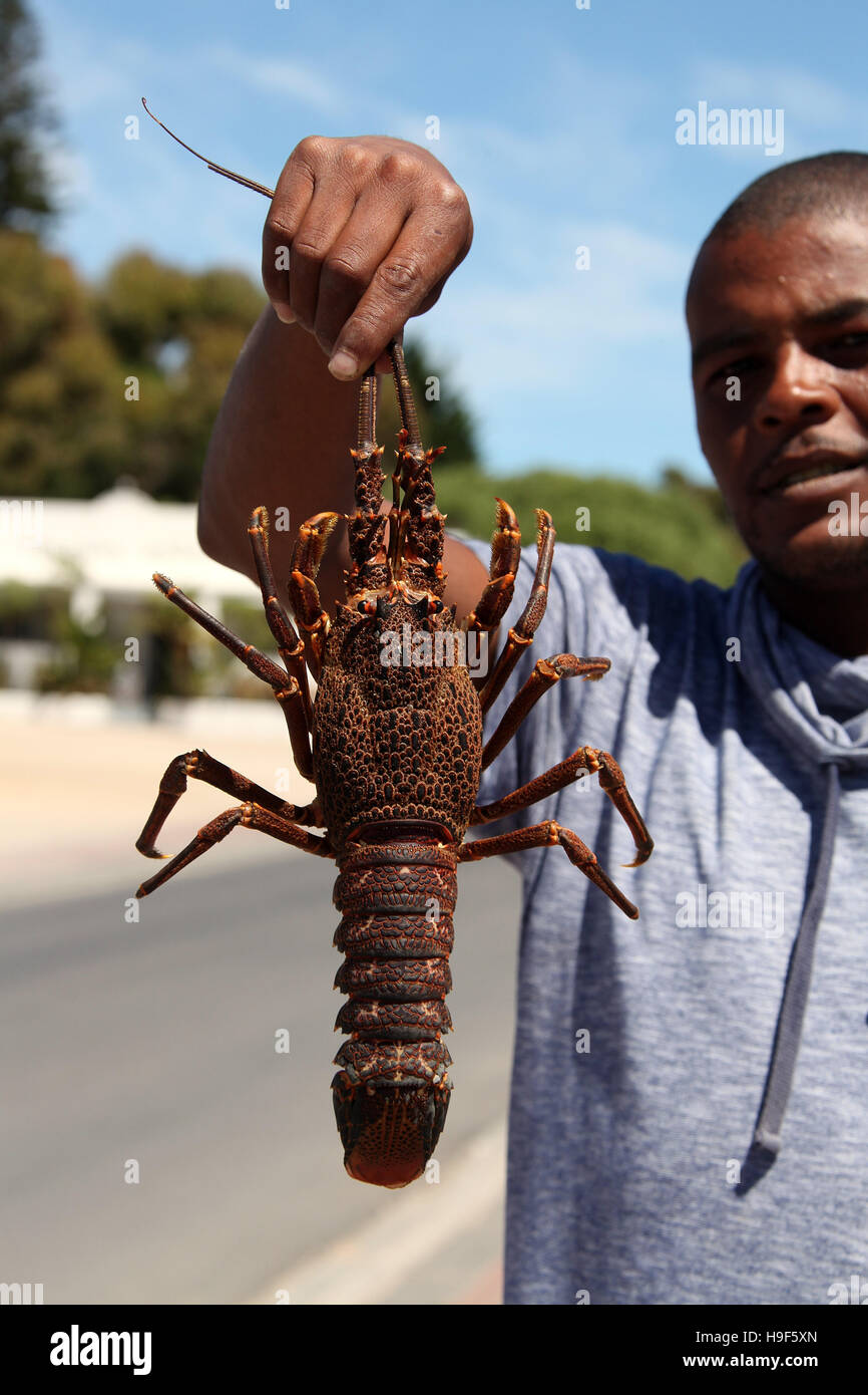 South African seafood known as kreef on sale in Paternoster where it is a  local speciality Stock Photo - Alamy