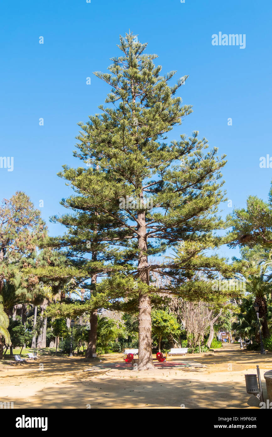 Norfolk Island Pine (Araucaria heterophylla, Araucaria excelsa), ornamental  tree on street side, Stock Photo, Picture And Rights Managed Image. Pic.  BWI-BS303950