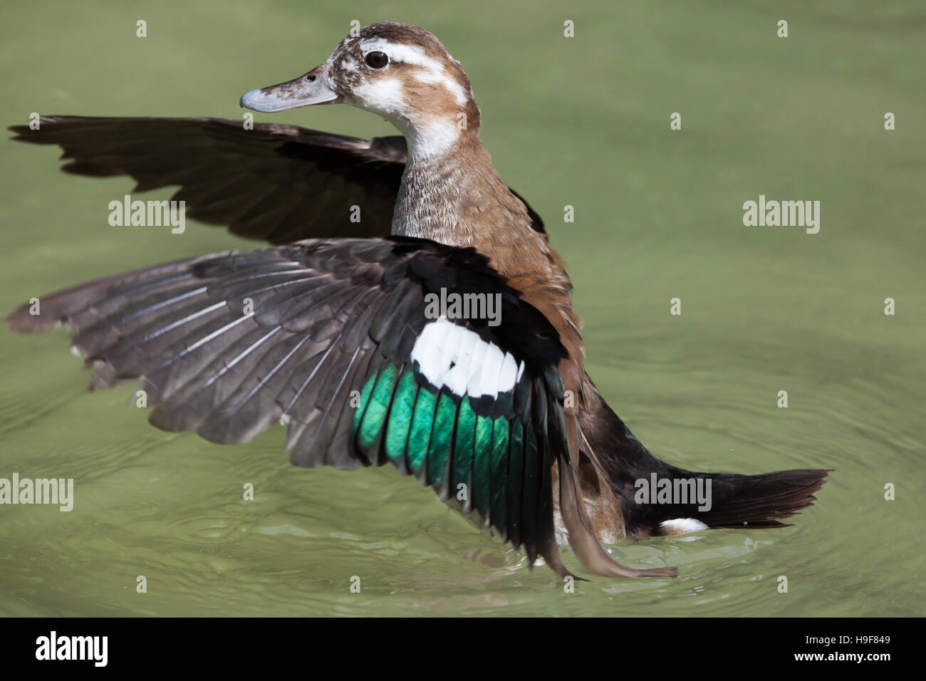 Ringed teal (Callonetta leucophrys). Wildlife animal. Stock Photo