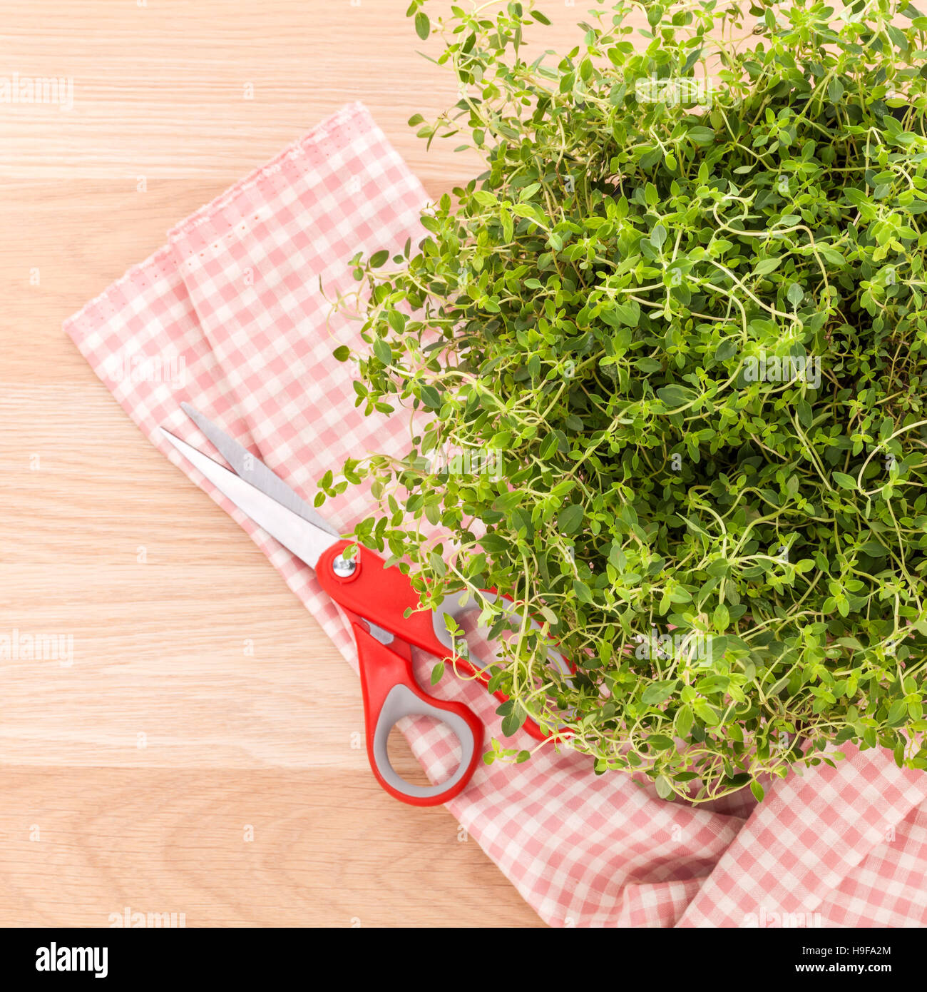 Alternative mediterranean medicinal plants lemon thyme for medic Stock