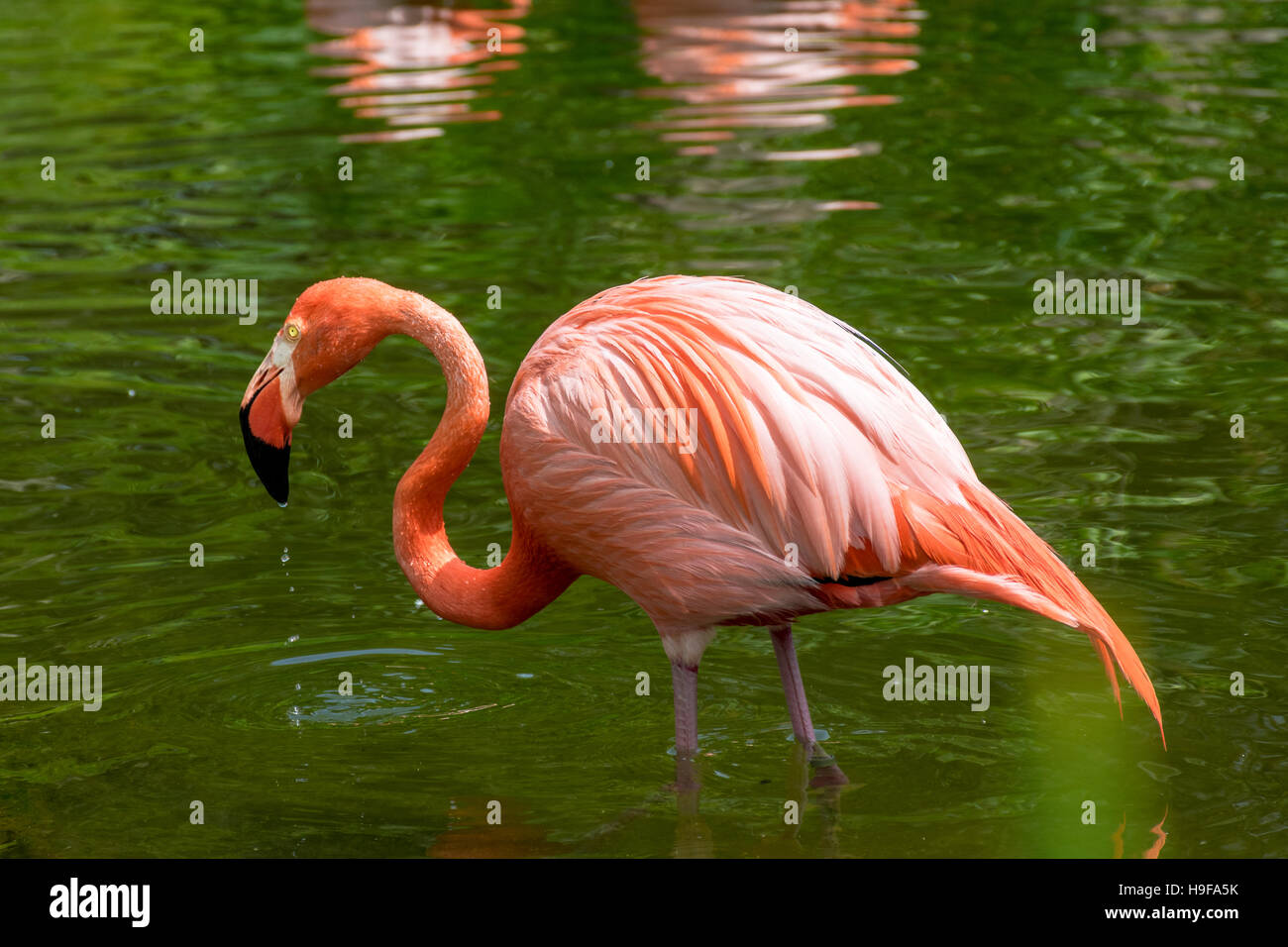 American flamingo walking around the lake after a shower Stock Photo