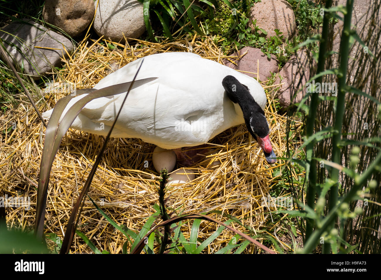 Black-necked swan (Cygnus melancoryphus) looking after her eggs in the nest Stock Photo