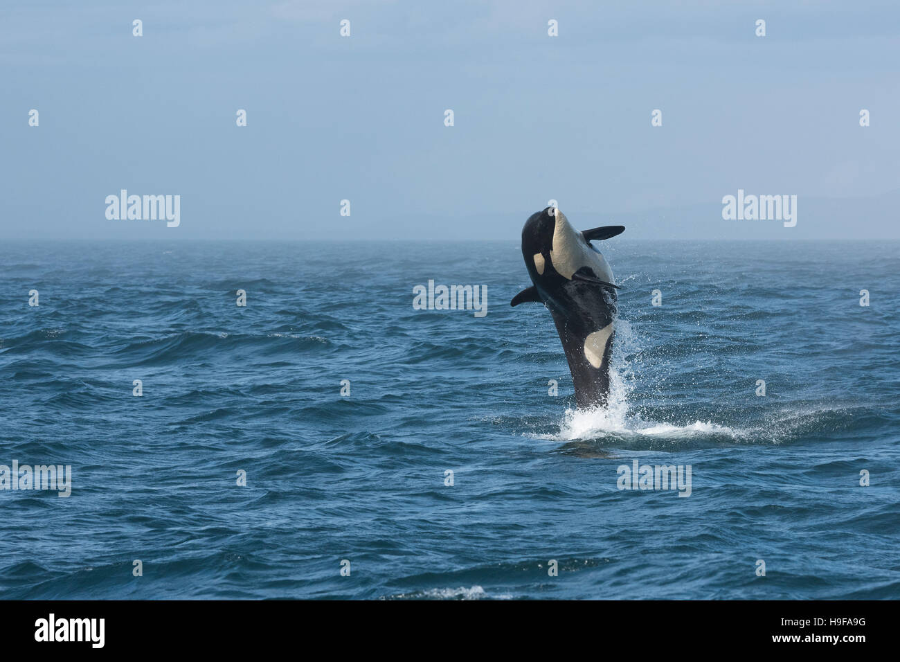 southern resident orca, or killer whale, Orcinus orca, juvenile breaching, Vancouver Island, Strait of Juan de Fuca, BC, Canada Stock Photo