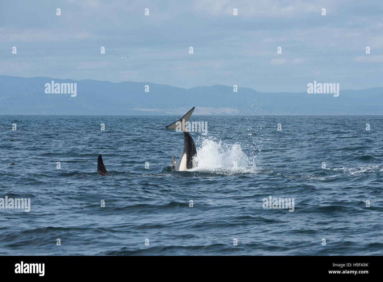 southern resident orca, or killer whales, Orcinus orca, tail throw or peduncle throw, off southern Vancouver Island, BC, Canada Stock Photo