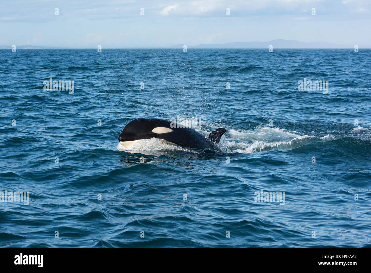 southern resident orca, or killer whale, Orcinus orca, off southern Vancouver Island, British Columbia, Strait of Juan de Fuca, Canada Stock Photo