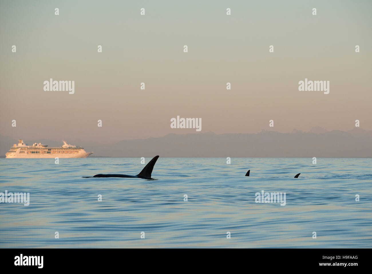 transient orcas or killer whales, Orcinus orca, swim past a cruise ship in the Strait of George, off Vancouver Island, Canada Stock Photo