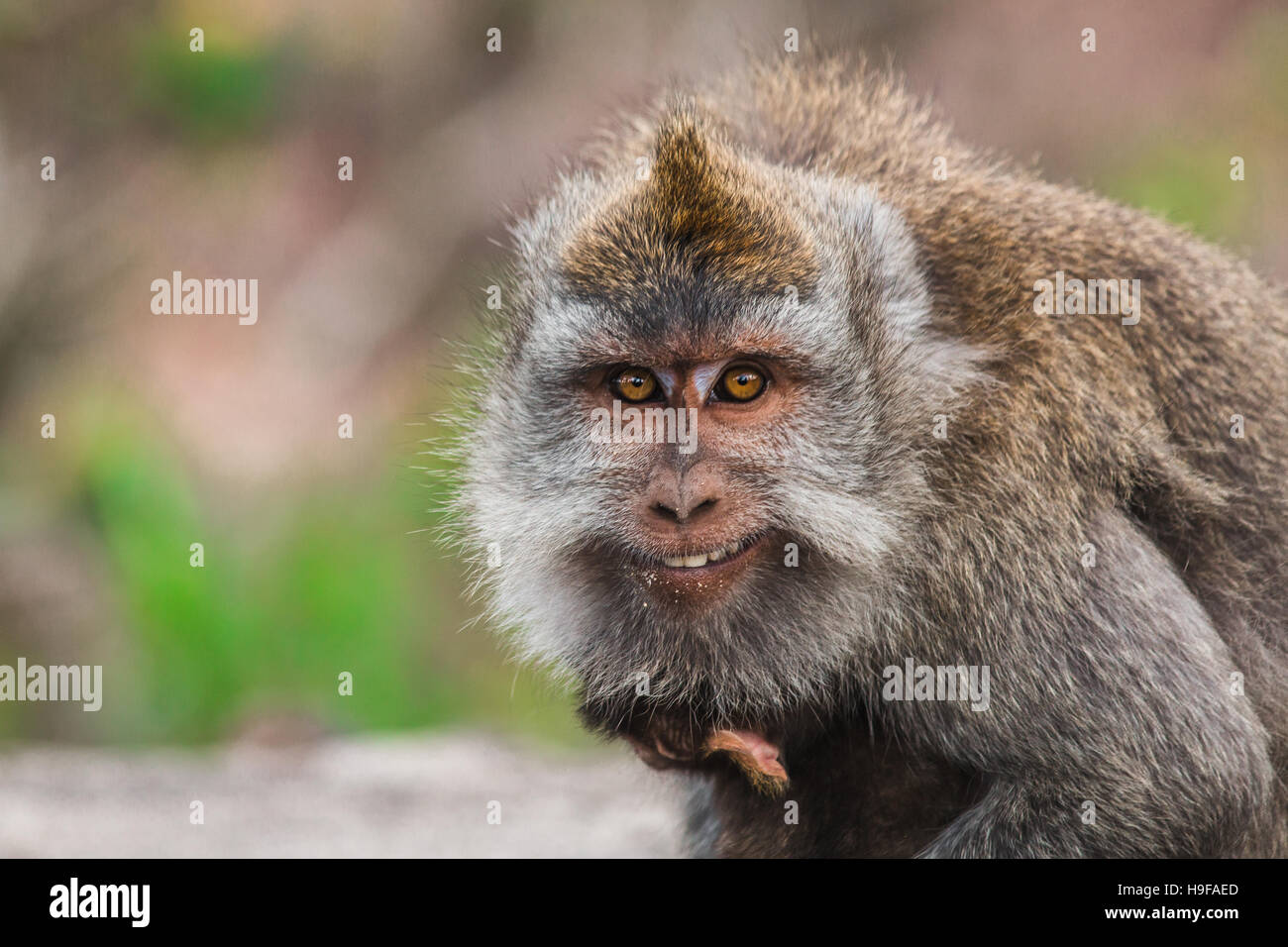 A monkey grinning into the camera, holding a baby monkey Stock Photo