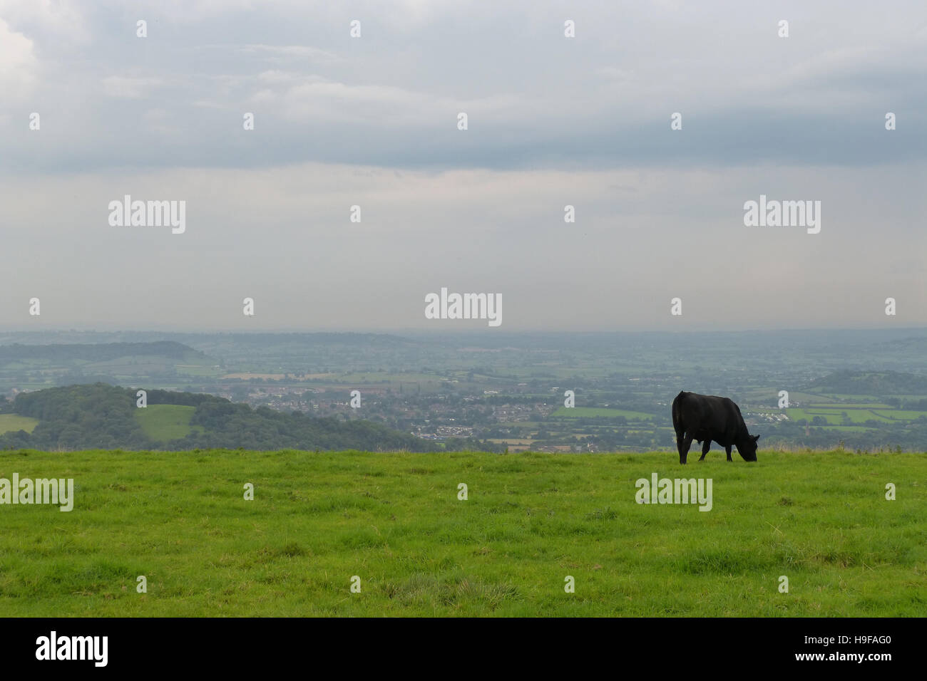 Cow on the Mendips overlooking Wells and the Somerset Levels Stock Photo
