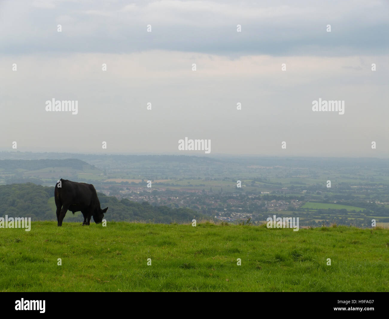 Cow on the Mendips overlooking Wells and the Somerset Levels - Stock Image