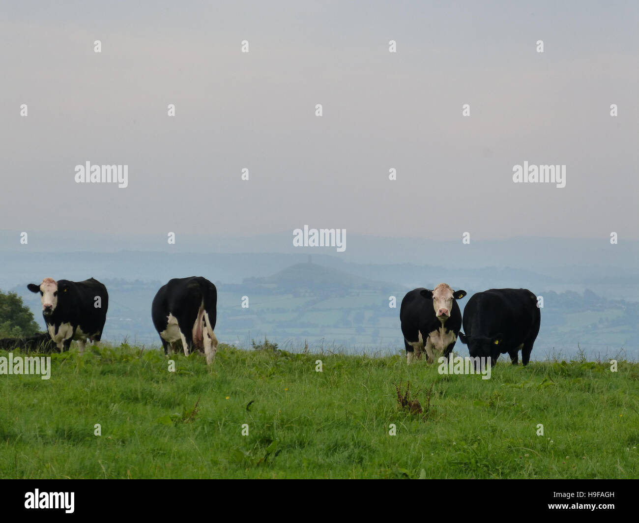Cattle on the Mendips, with Glastonbury Tor in the distance Stock Photo