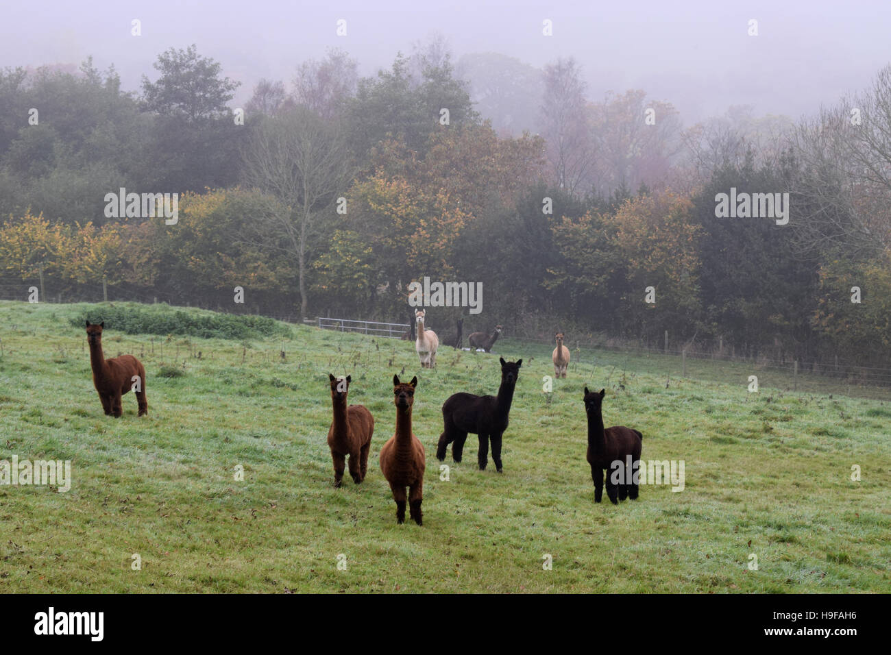 Herd of inquisitive alpacas in misty Devon Stock Photo