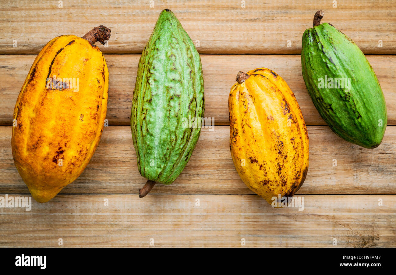 Ripe Indonesia's cocoa pod  setup on rustic wooden background. Stock Photo