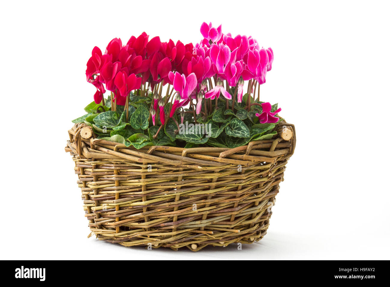 cyclamen persicum in a basket Stock Photo
