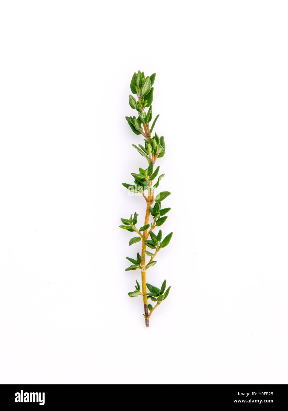 Branch of fresh thyme for seasoning concept isolated on white ba Stock