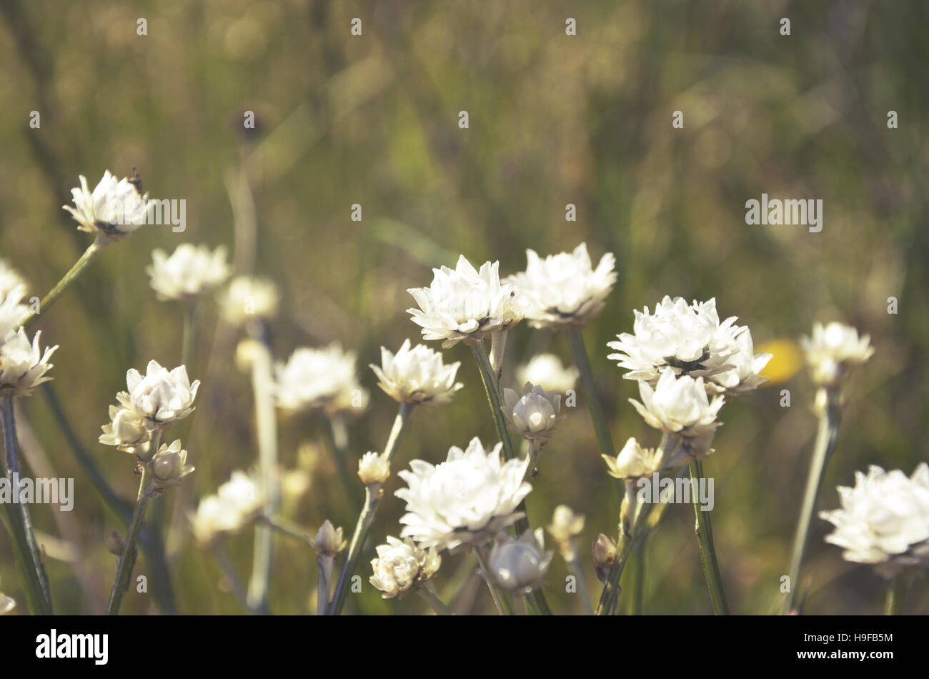 White Everlasting daisies growing in the countryside, NSW, Australia