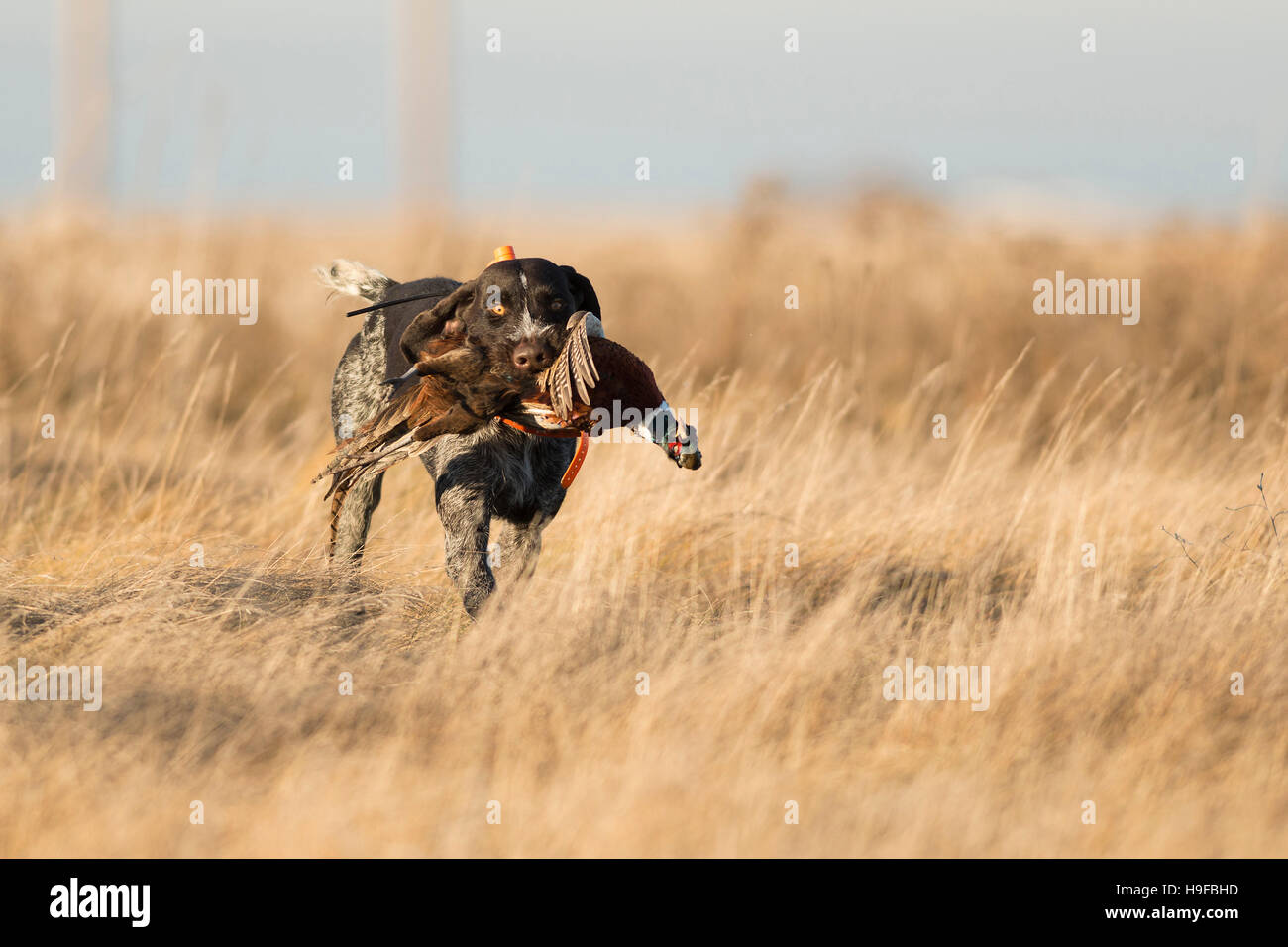 A Drahthaar hunting dog with a Rooster Pheasant Stock Photo - Alamy