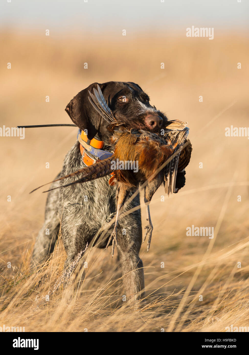 pheasant hunting dogs