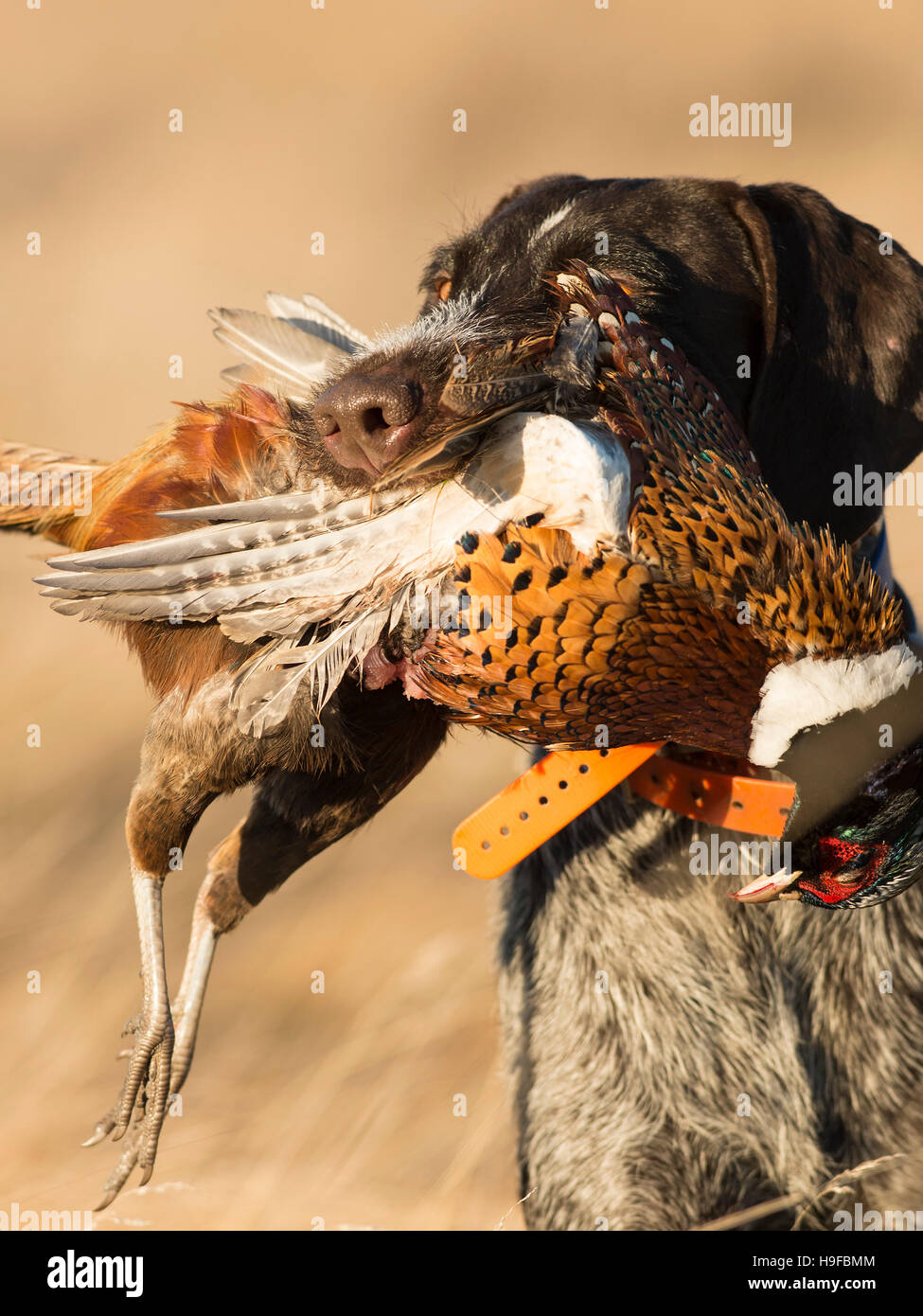 A Drahthaar hunting dog with a Rooster Pheasant Stock Photo - Alamy