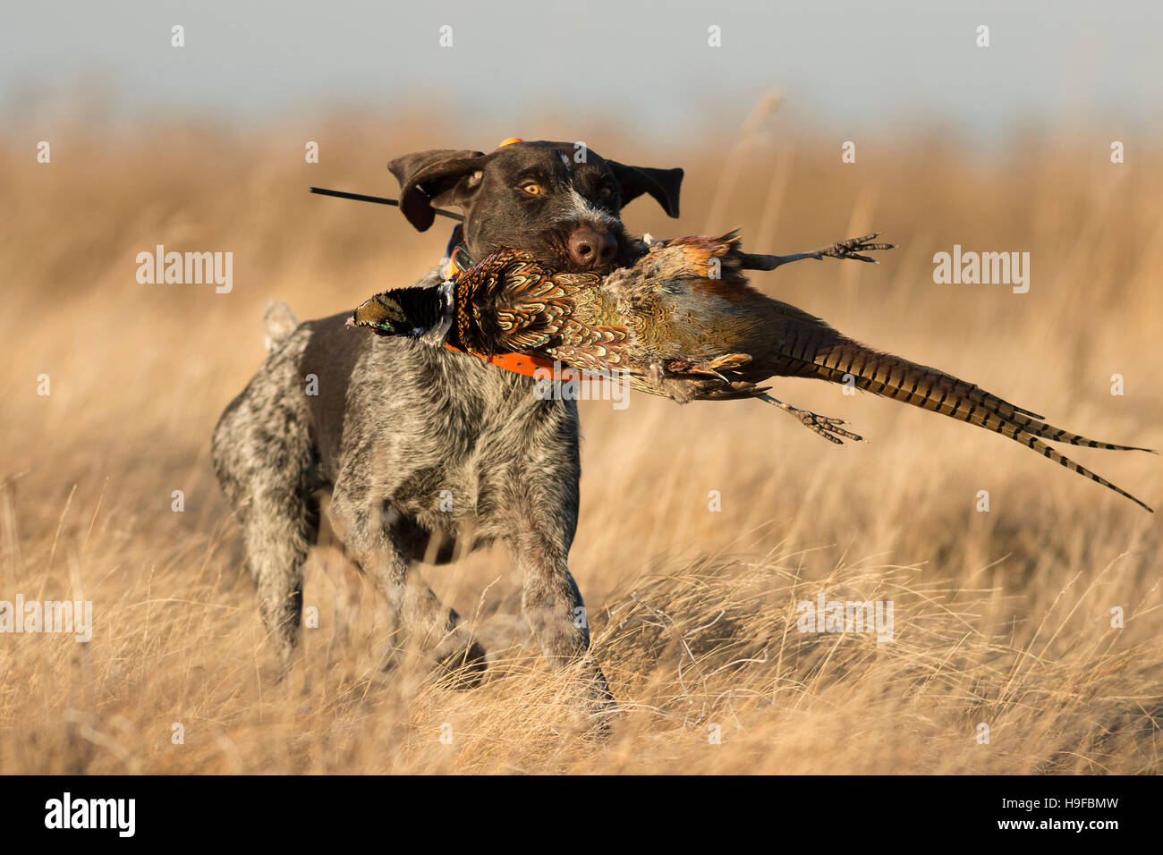A Drahthaar hunting dog with a Rooster Pheasant Stock Photo - Alamy