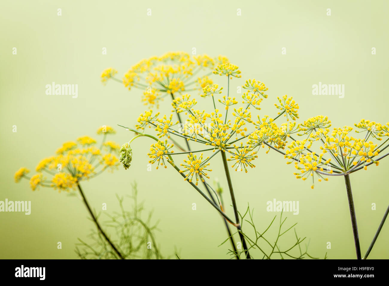 Close up blossoming branch of fennel on light green background.S Stock Photo