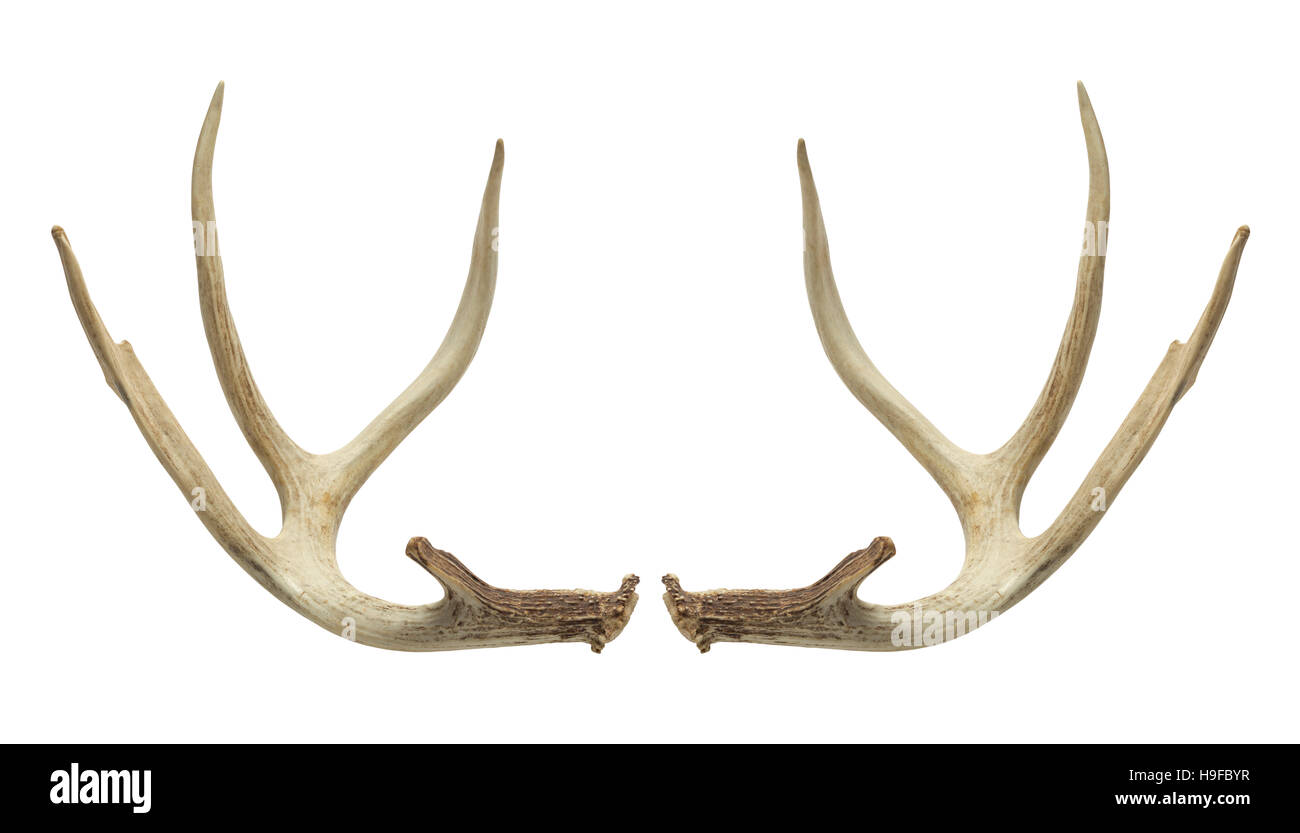 Pair of Deer Antlers Isolated on White Background. Stock Photo