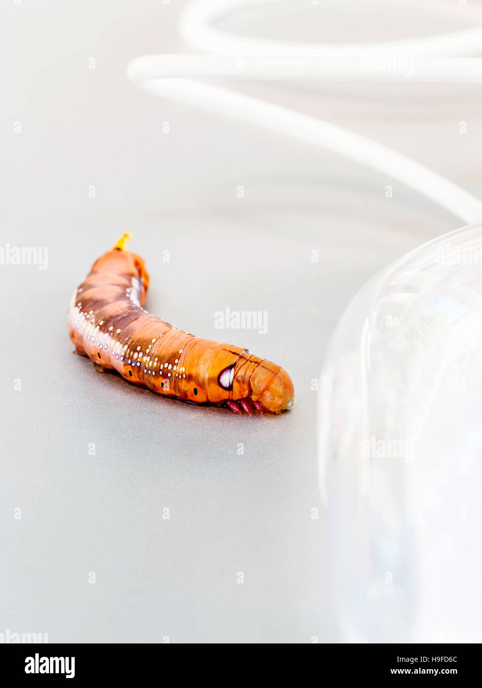 Malicious computer worm . - Concept for data security. Stock Photo