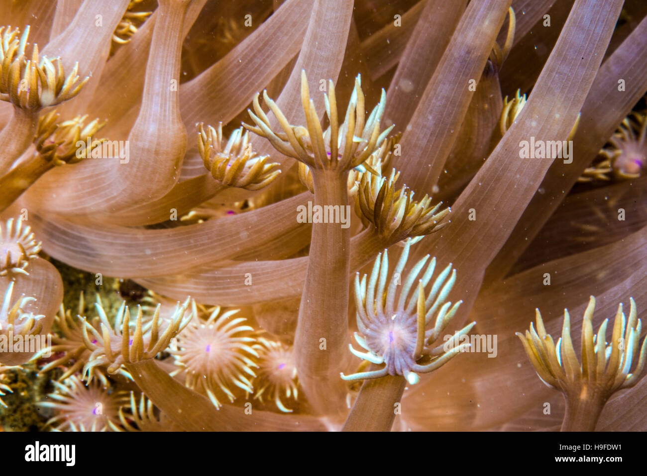 closeup Goniopora, flowerpod coral. Owase, Mie, Japan. Depth 10m. Stock Photo