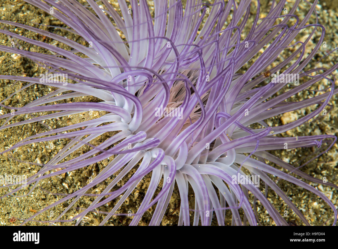 a tube-dwelling anemone, Pachycerianthus magnus (Nakamoto 1919). sandy bottom, Owase, Mie, Japan. Depth 18m. Stock Photo