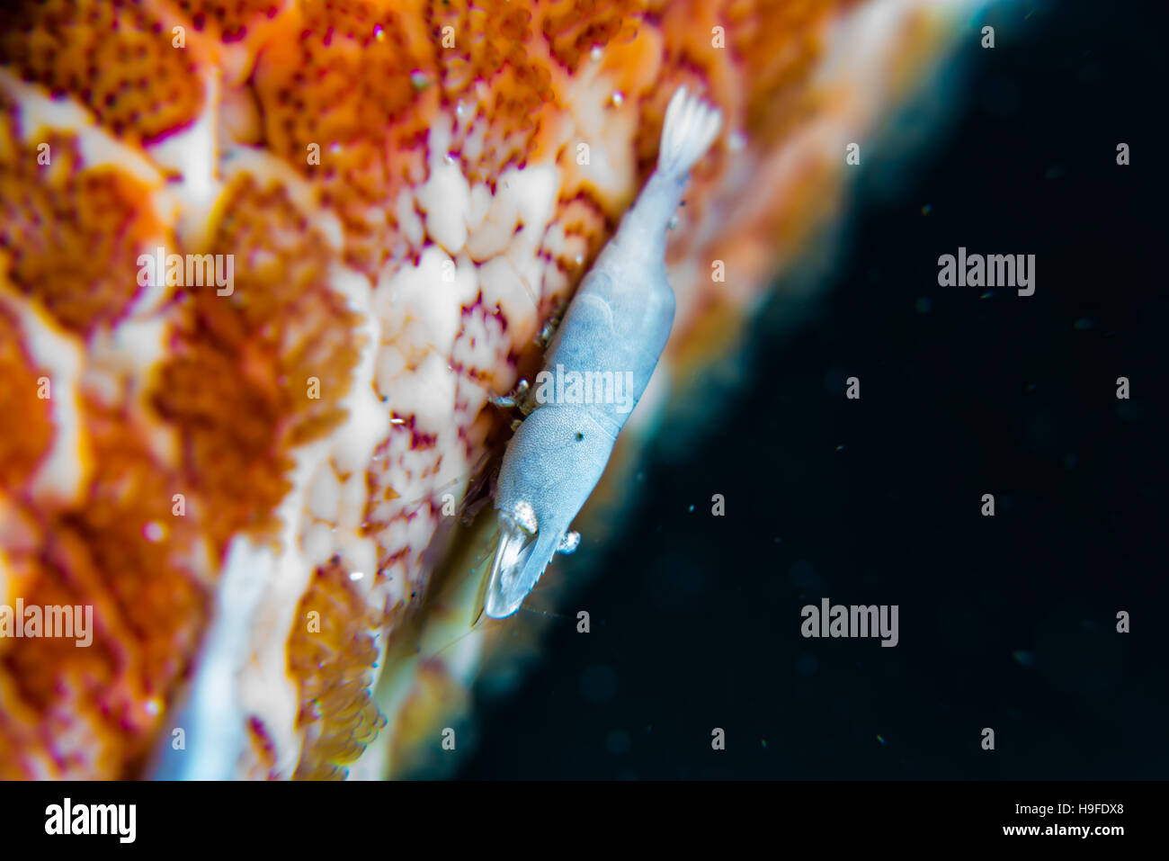 a small commensal shrimp, Zenopontonia soror (Nobili, 1904), on the arm of big starfish. Depth 18m. Owase, Mie, Japan. Stock Photo