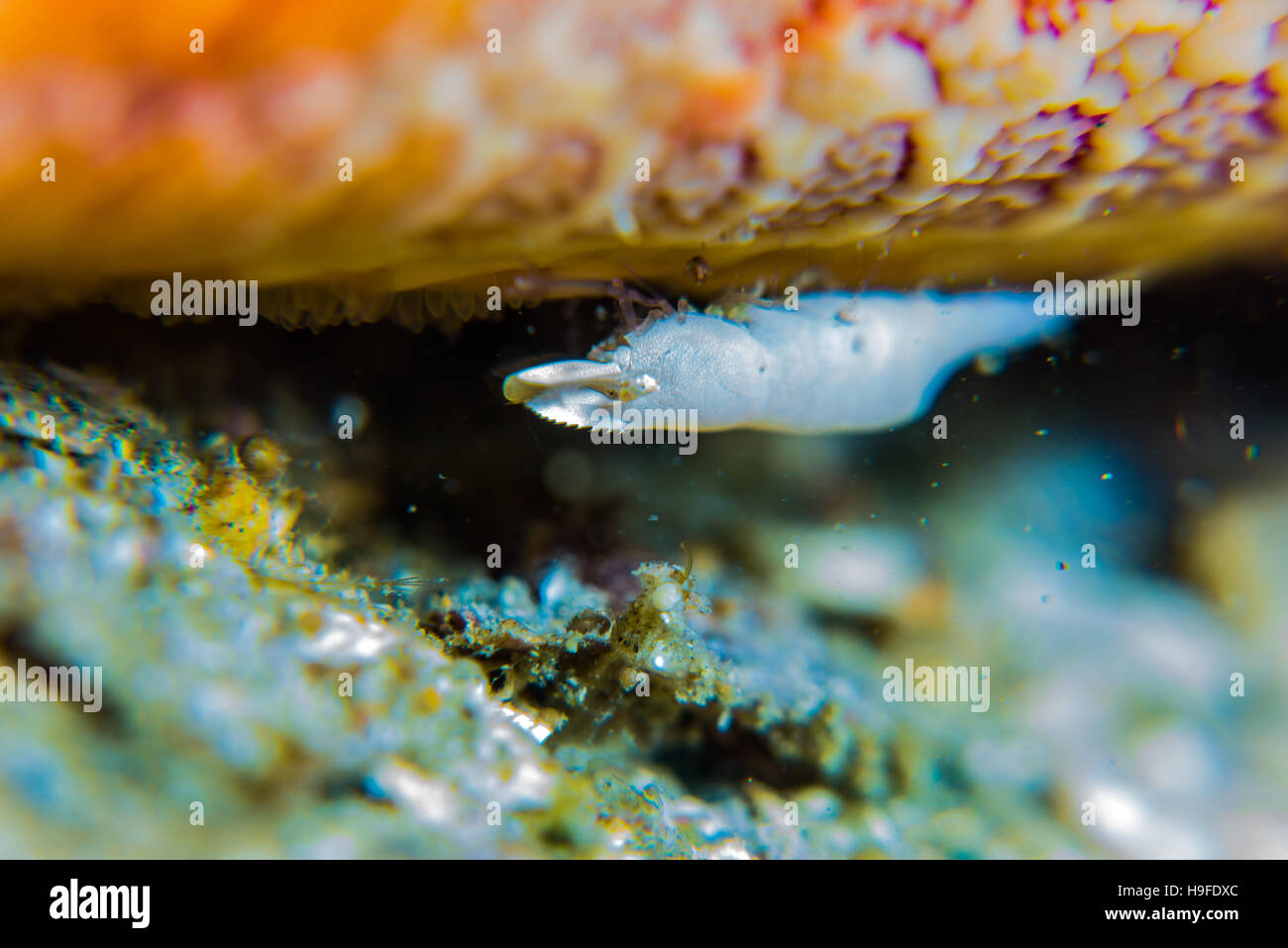 a small commensal shrimp, Zenopontonia soror (Nobili, 1904) , under the arm of big starfish. Depth 18m. Owase, mie, Japan. Stock Photo