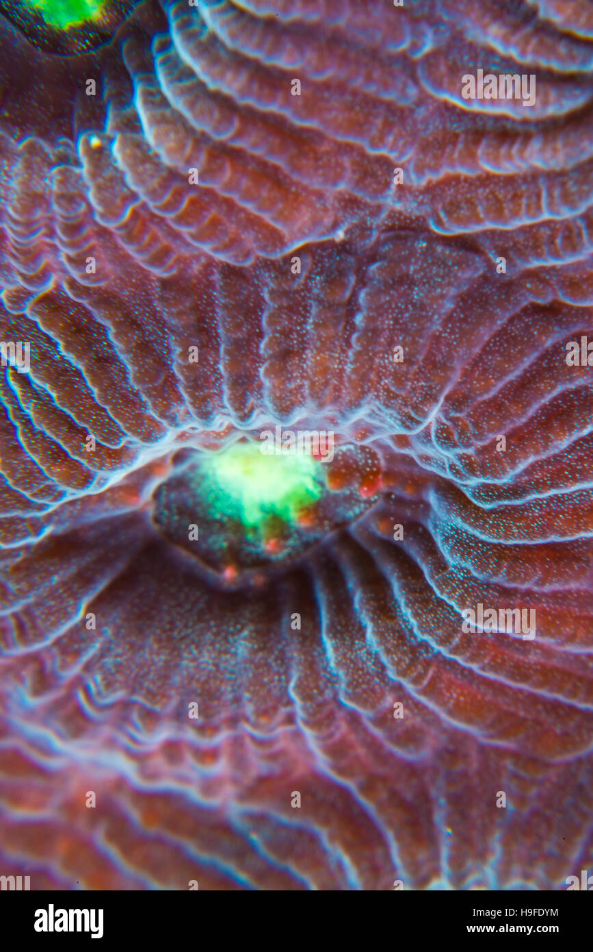 stone coral closeup at Owase, Mie, Japan. Depth 7m Stock Photo