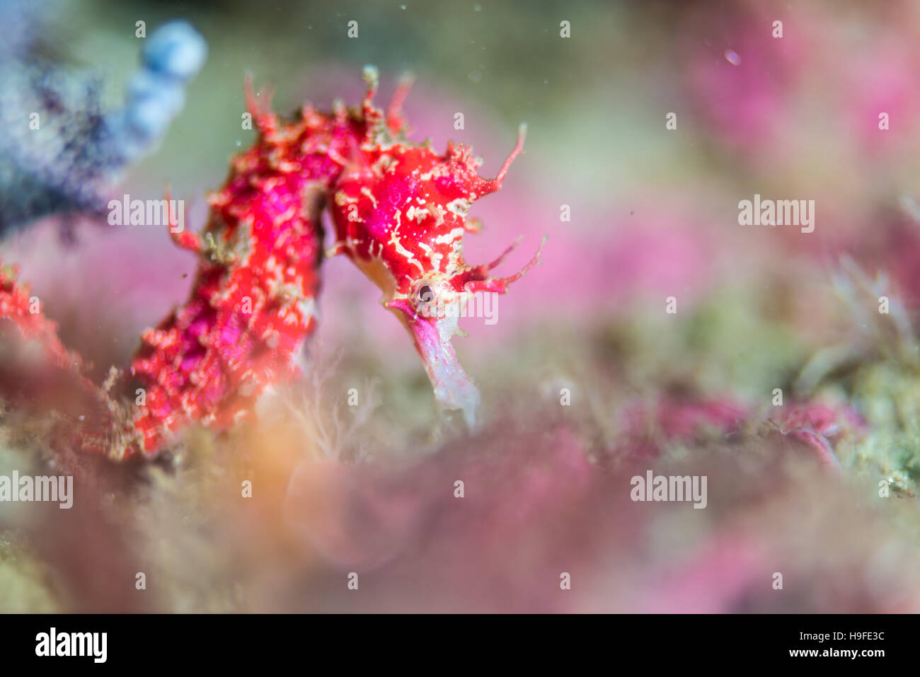 Shiho's seahorse, Hippocampus sindonis  Jordan & Snyder, 190, at artificial fish reef.  Owase, Mie, Japan. Depth 18m. Stock Photo