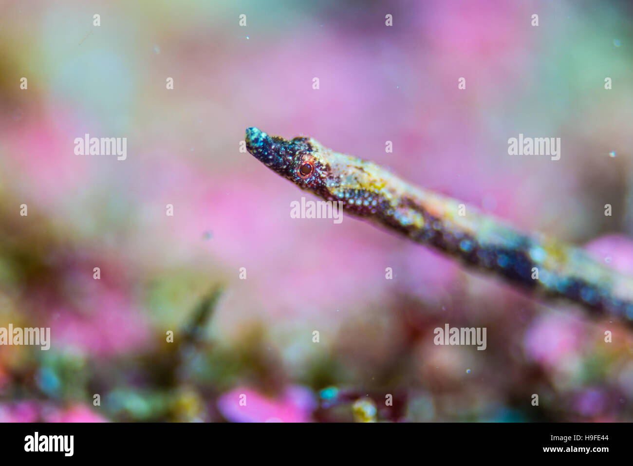 Booth;s pipefish, Halicampus boothae (Whitley, 1964), at artificial