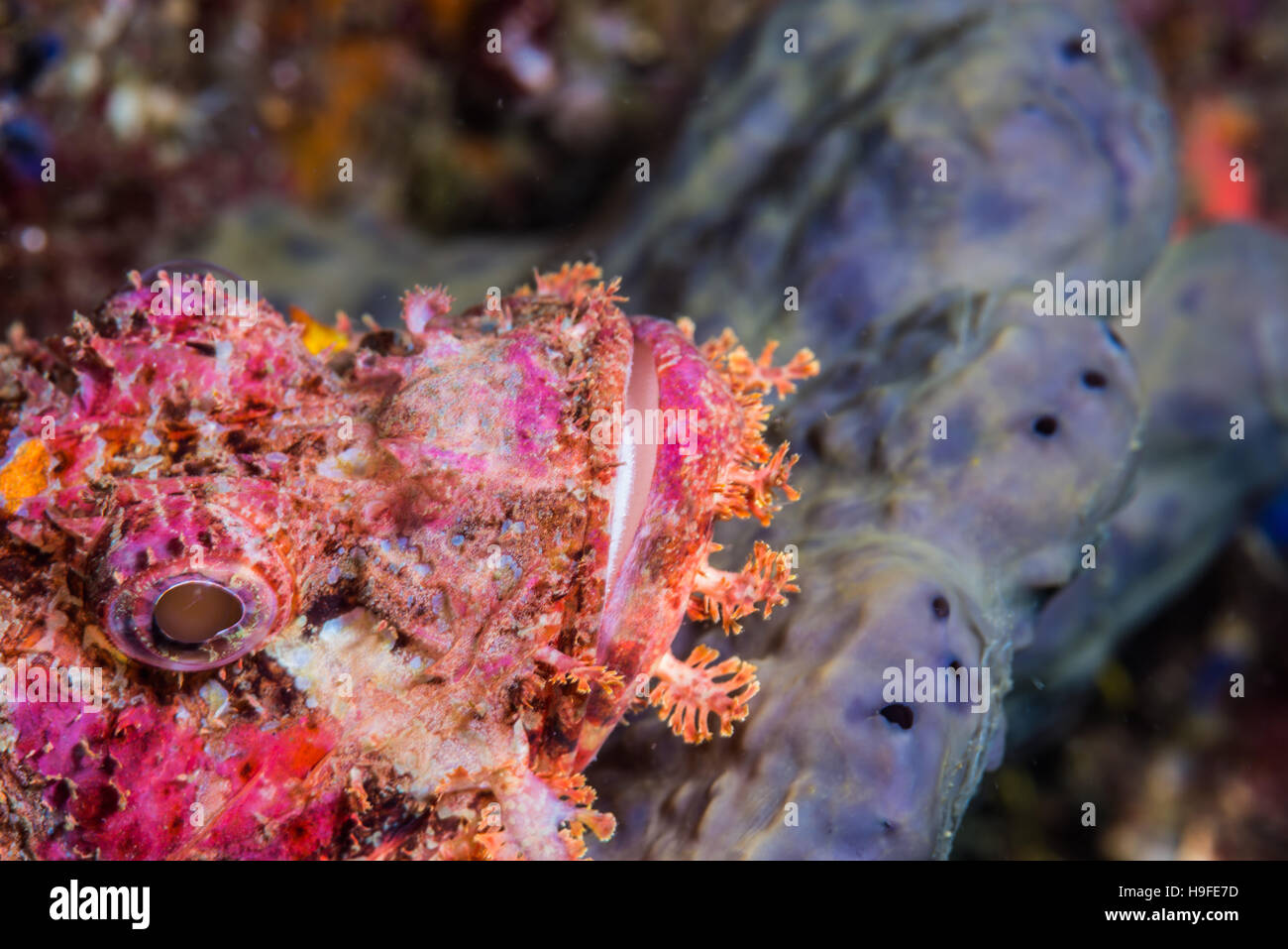 Weedy stingfish, Scorpaenopsis cirrosa (Thunberg, 1793) and blue sponge