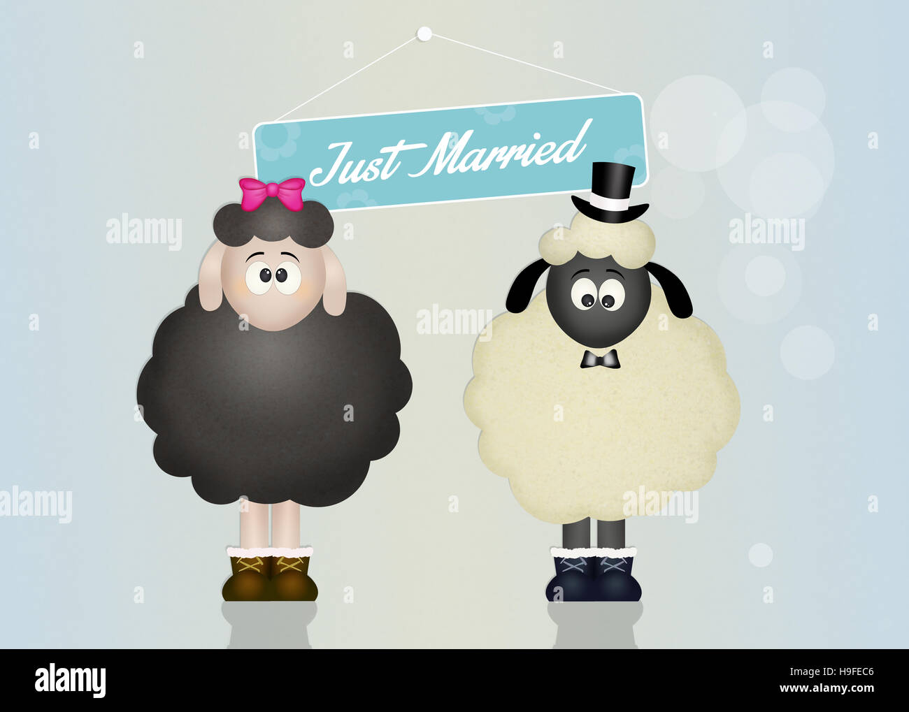 Wedding of sheeps Stock Photo