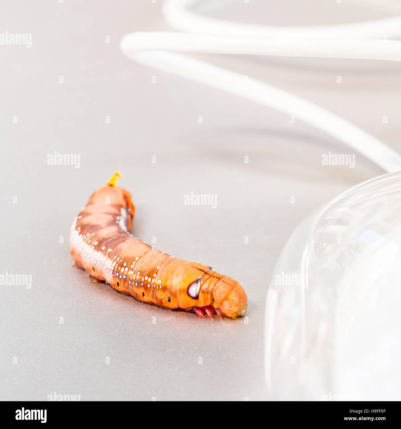 Malicious computer worm . - Concept for data security. Stock Photo