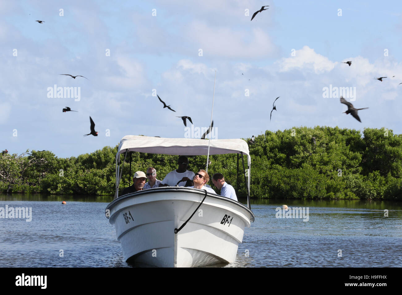 Prince Harry takes a boat tour through mangroves on the island of Barbuda to see one of the largest colonies of frigate birds in the world, as he continues his tour of the Caribbean. Stock Photo