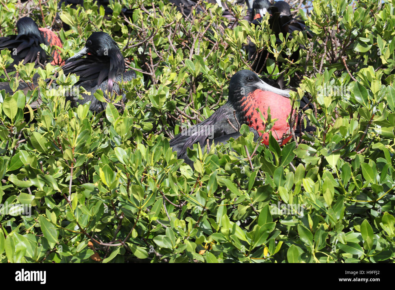 Frigate birds seen by Prince Harry as he takes a boat tour through mangroves on the island of Barbuda to see one of the largest colonies of birds in the world, as he continues his tour of the Caribbean. Stock Photo