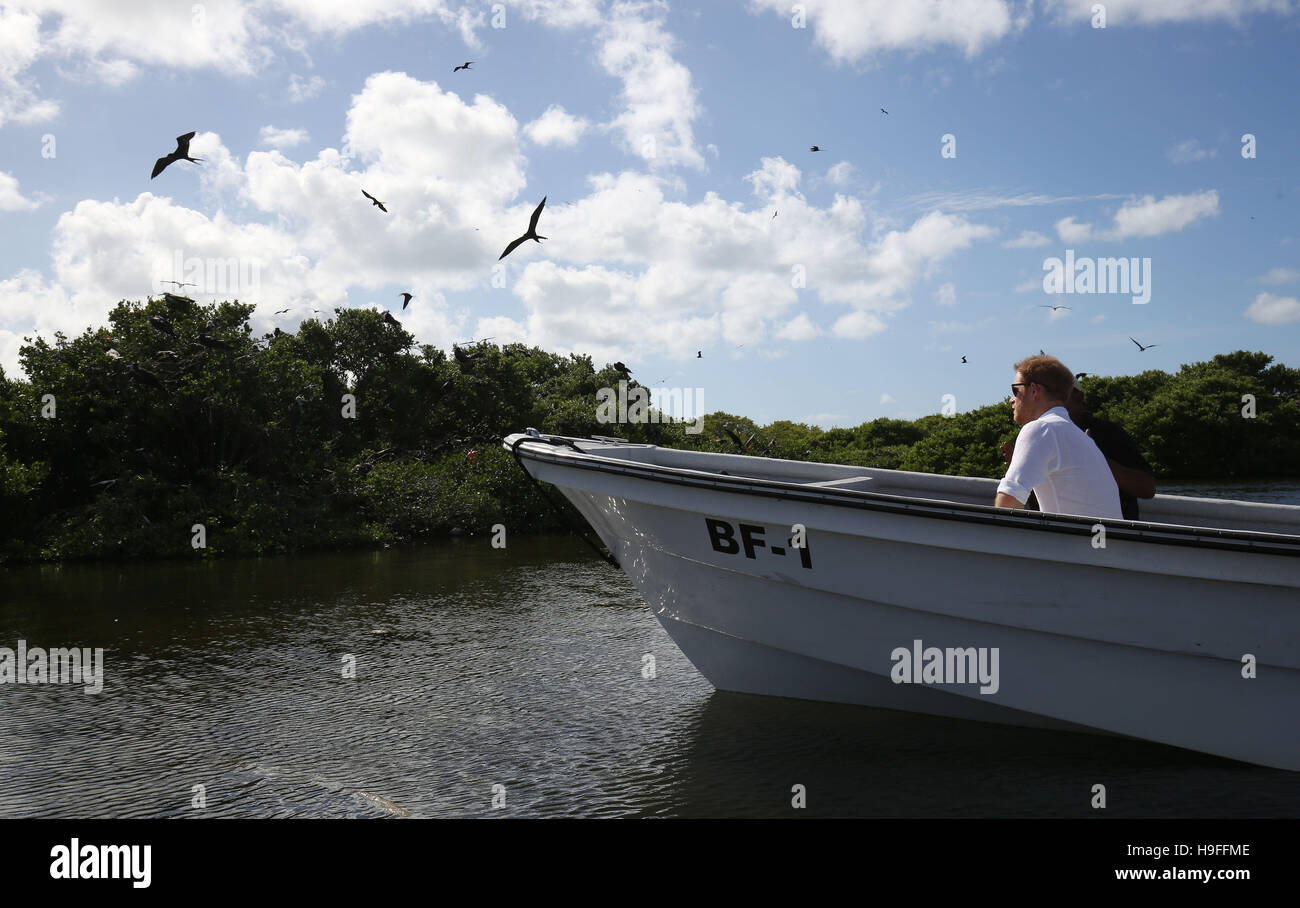Prince Harry takes a boat tour through mangroves on the island of Barbuda to see one of the largest colonies of frigate birds in the world, as he continues his tour of the Caribbean. Stock Photo