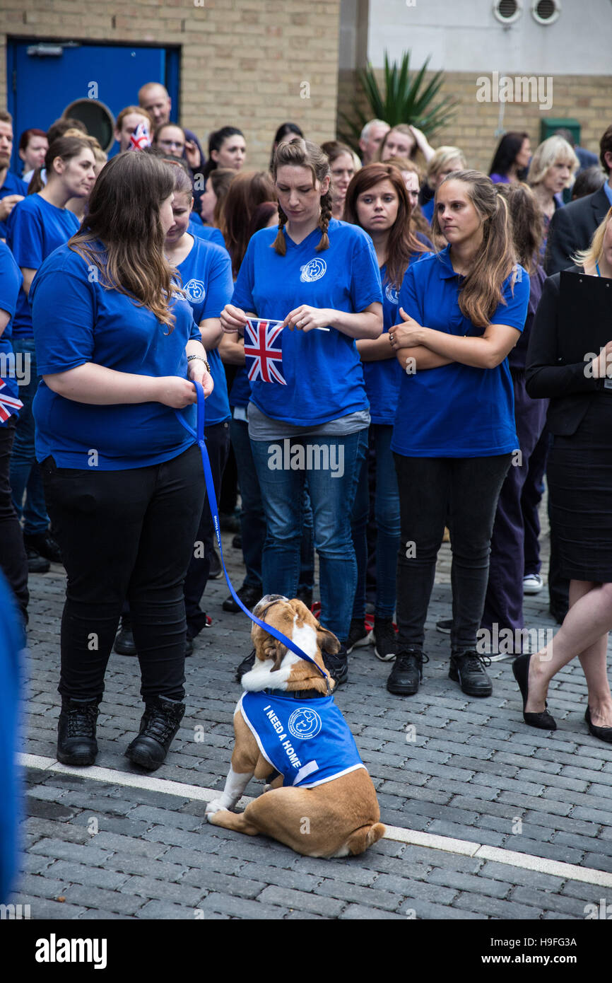 London, UK. 7th September, 2016. Volunteers during the visit by the Duchess of Cornwall to Battersea Dogs and Cats Home. Stock Photo