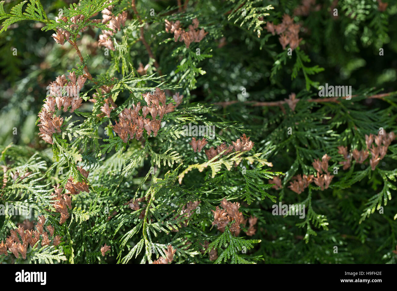 Riesen-Lebensbaum, Riesenlebensbaum, Thuja plicata, Thuja gigantea, western redcedar, Pacific redcedar,giant arborvitae, western arborvitae, giant ced Stock Photo