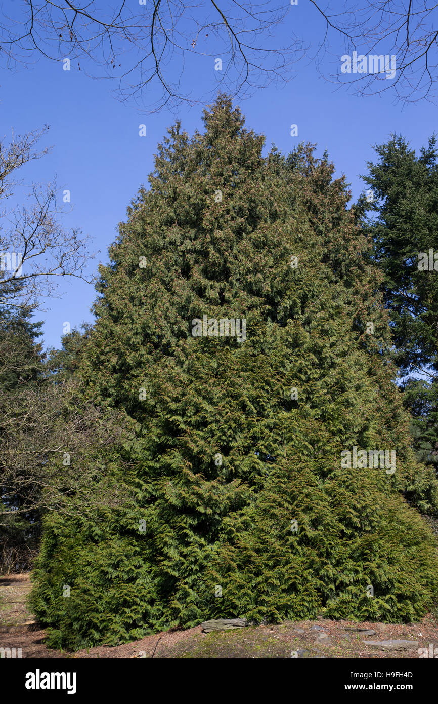Riesen-Lebensbaum, Riesenlebensbaum, Thuja plicata, Thuja gigantea, western  redcedar, Pacific redcedar,giant arborvitae, western arborvitae, giant ced  Stock Photo - Alamy