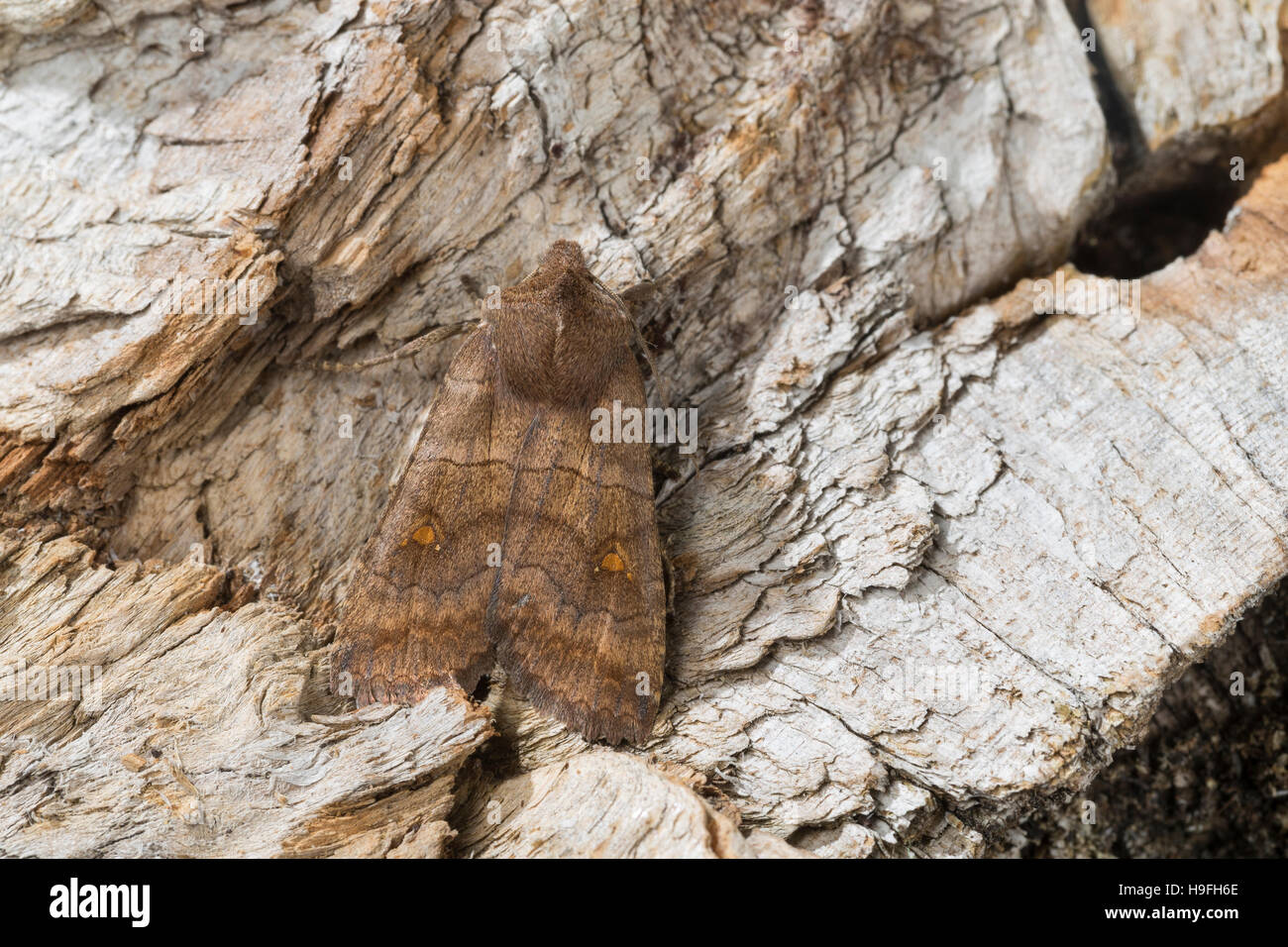 Satellit-Wintereule, Satelliteule, Satelliteneule, Eupsilia transversa, The Satellite, Le Satellite. Eulenfalter, Noctuidae, noctuid moths, noctuid mo Stock Photo