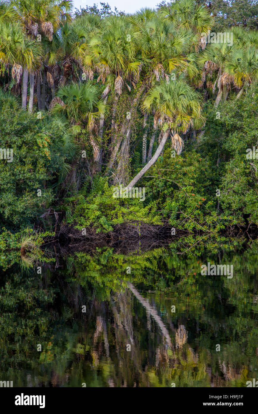 Wild unspoiled tropical Myakka River at Snook Haven in Sarasota County in Venice FLorida Stock Photo