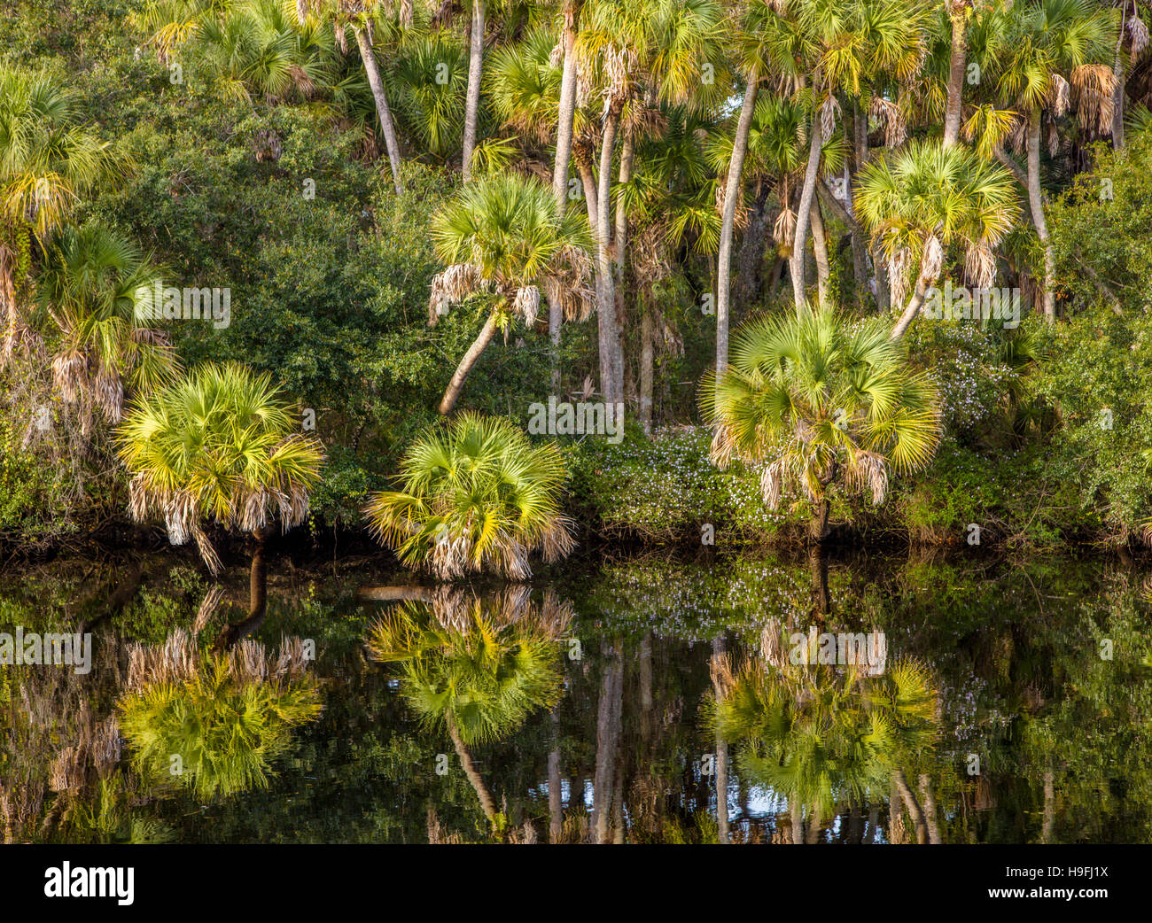 Wild unspoiled tropical Myakka River at Snook Haven in Sarasota County in Venice FLorida Stock Photo