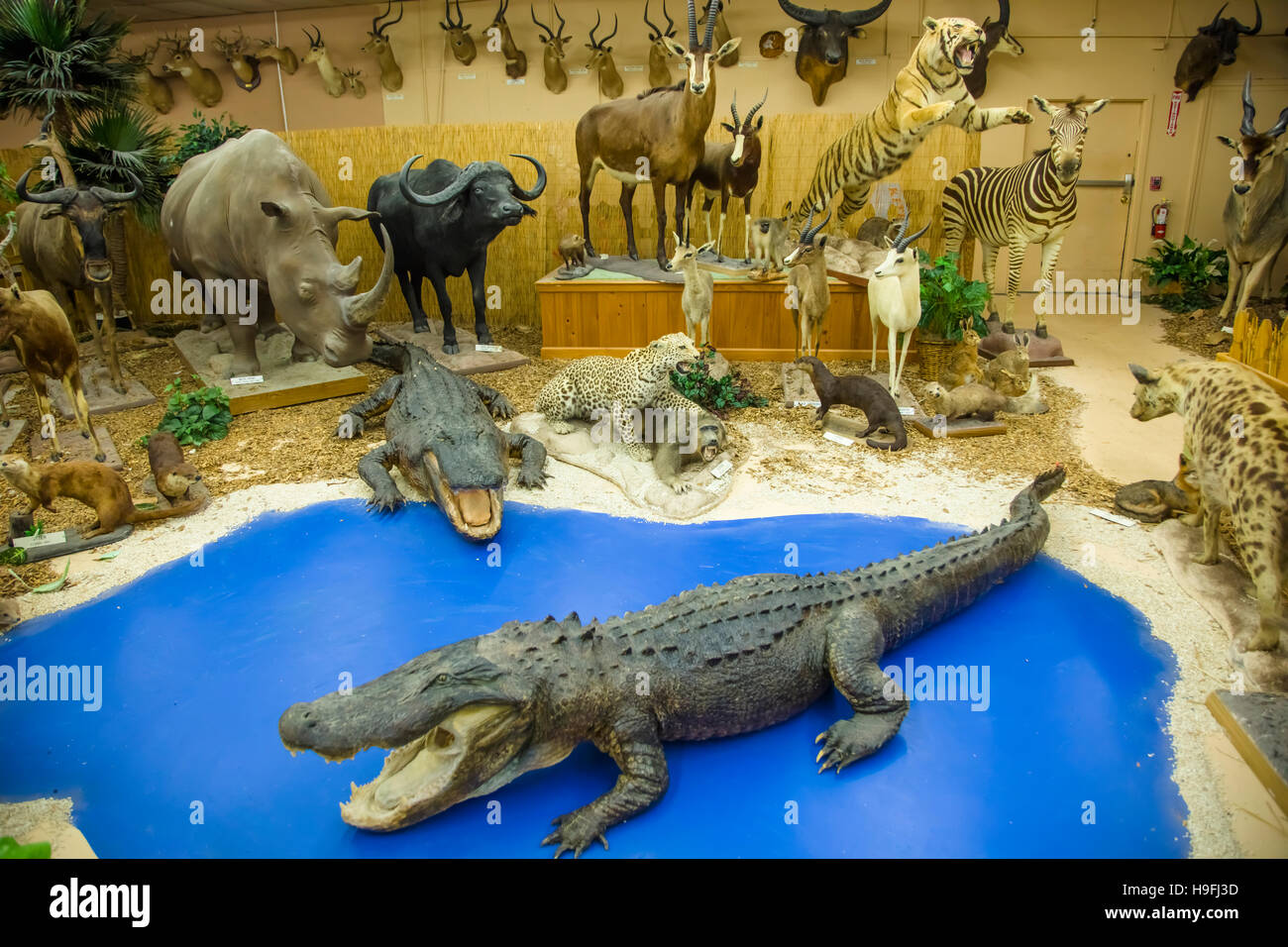 Animal exhibit in the Natural History Museum in the Shell Factory in