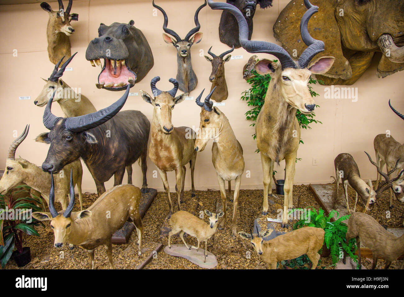 Animal exhibit in the Natural History Museum in the Shell Factory in